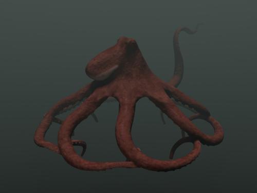 Octopus preview image